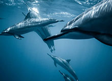 原湖南省中小企业信用担保有限公司董事长刘安被查